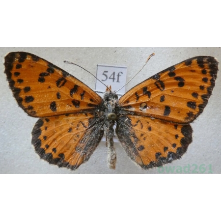 Melitaea didyma (Esper, 1778) male Przeplatka didyma Croatia54f